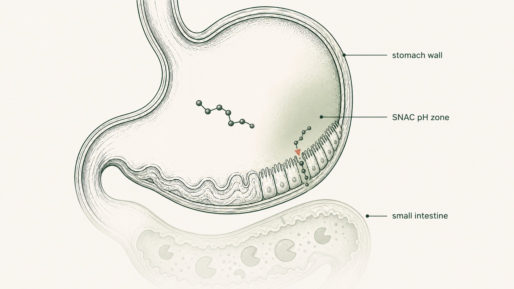 What Pharmaceutical Engineering Has Pushed the Oral Ceiling To