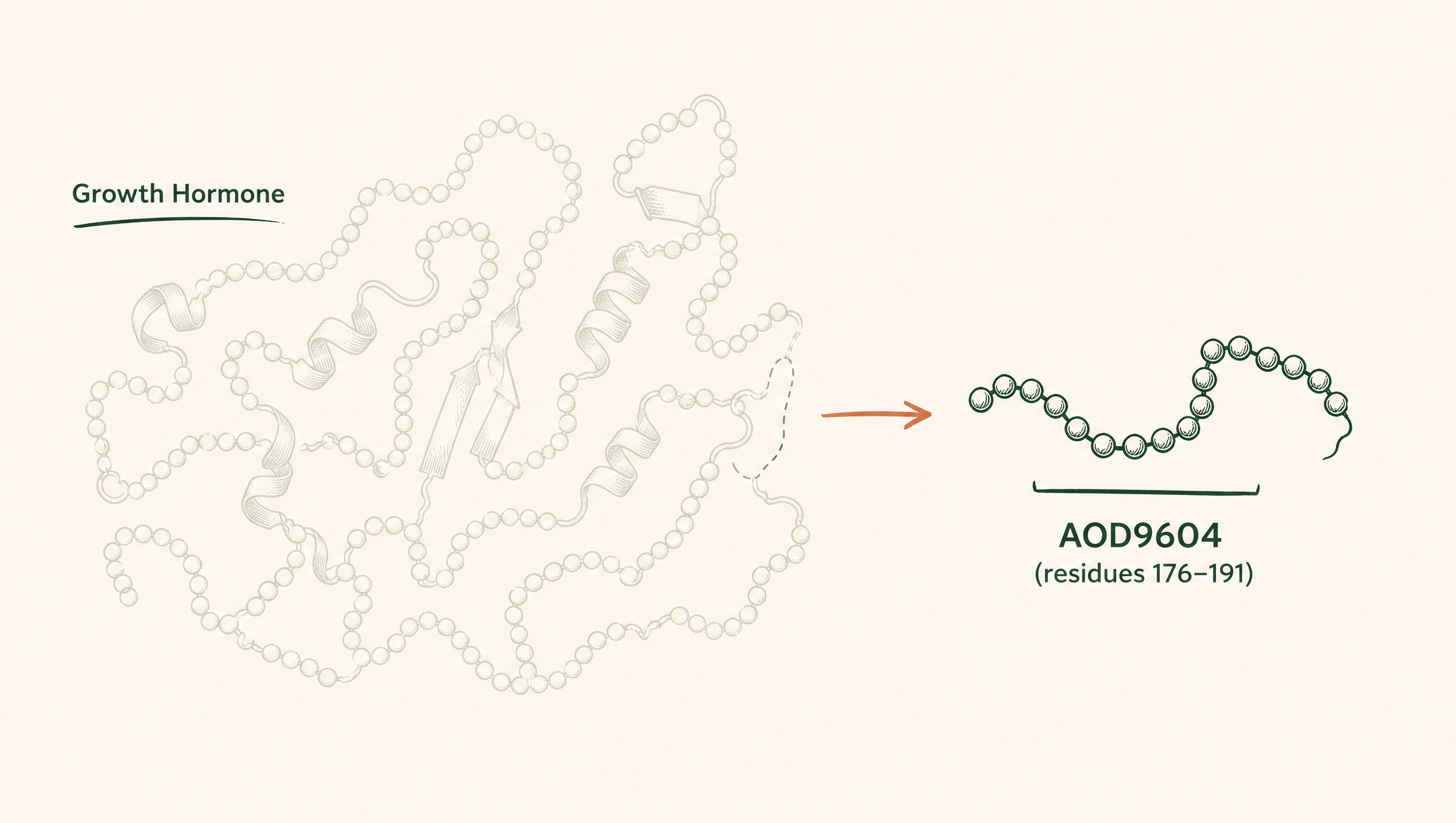 What is AOD9604, and where does it come from?