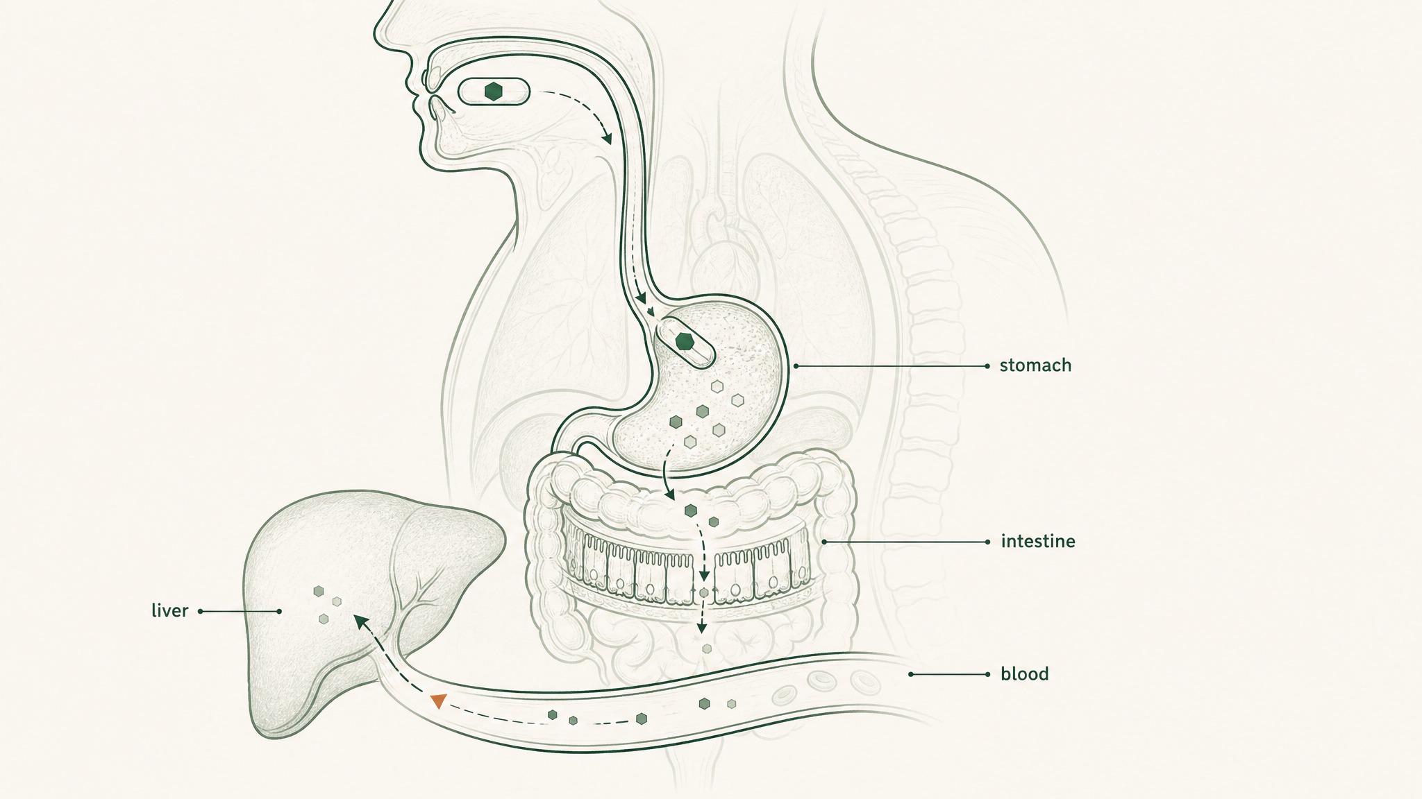 What Bioavailability Actually Means for a Peptide Pill