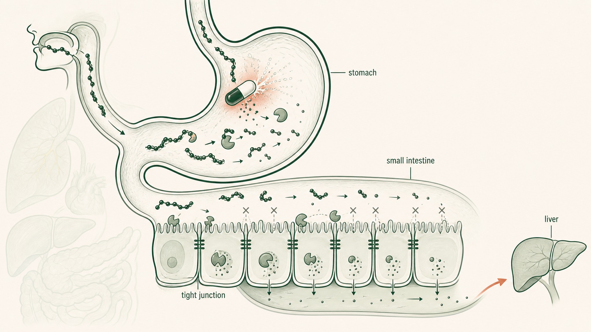 Why Oral Capsules Deliver Under 2%: The Five Gut Barriers