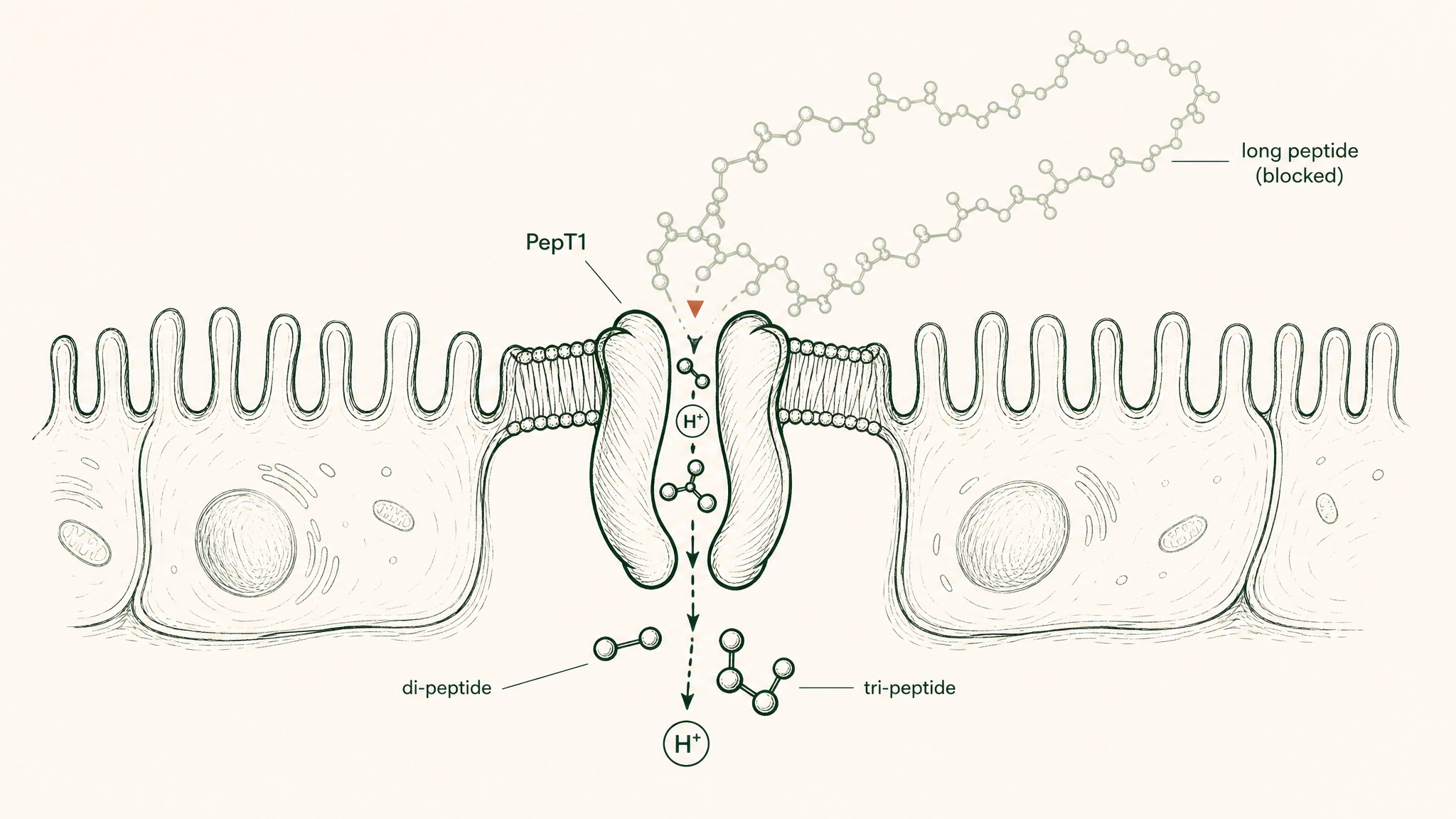 The One Gut Transport Mechanism — and Why It Doesn't Apply