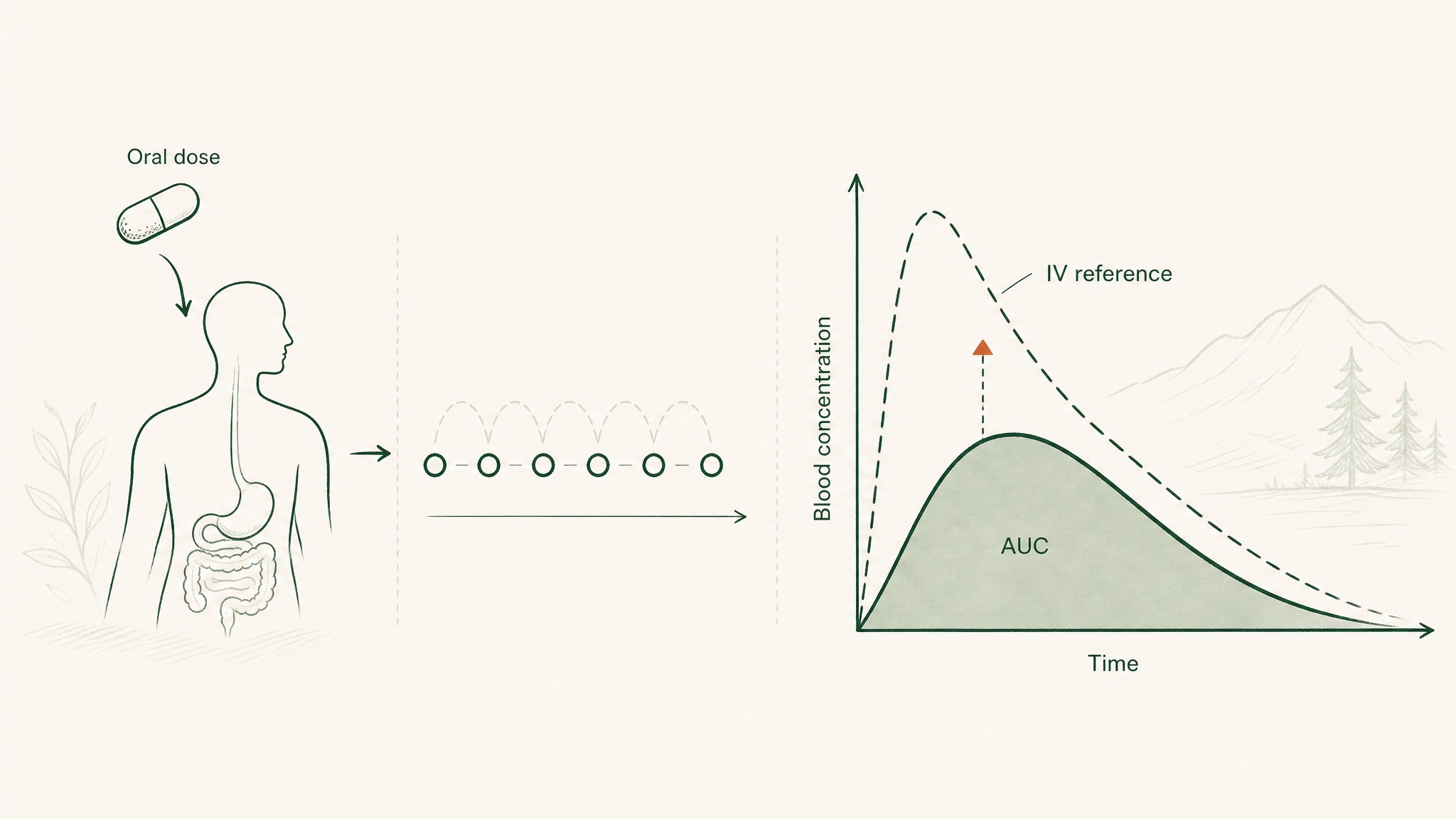 How Researchers Actually Measure Peptide Bioavailability