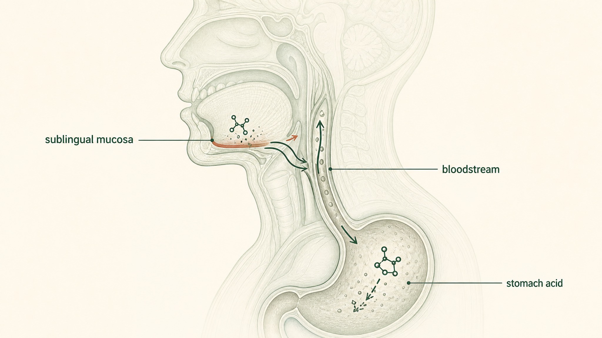 What Legitimate Peptide Research Products Actually Disclose