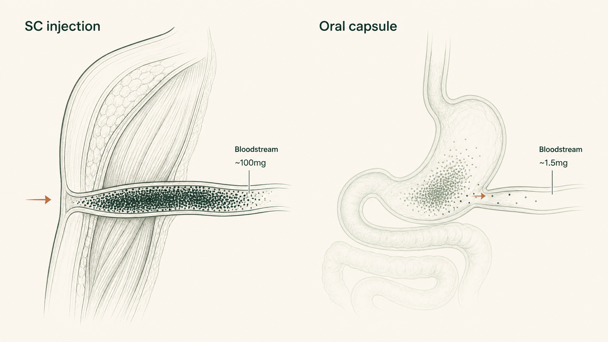 What Does Peptide Bioavailability Look Like Across Delivery Routes?