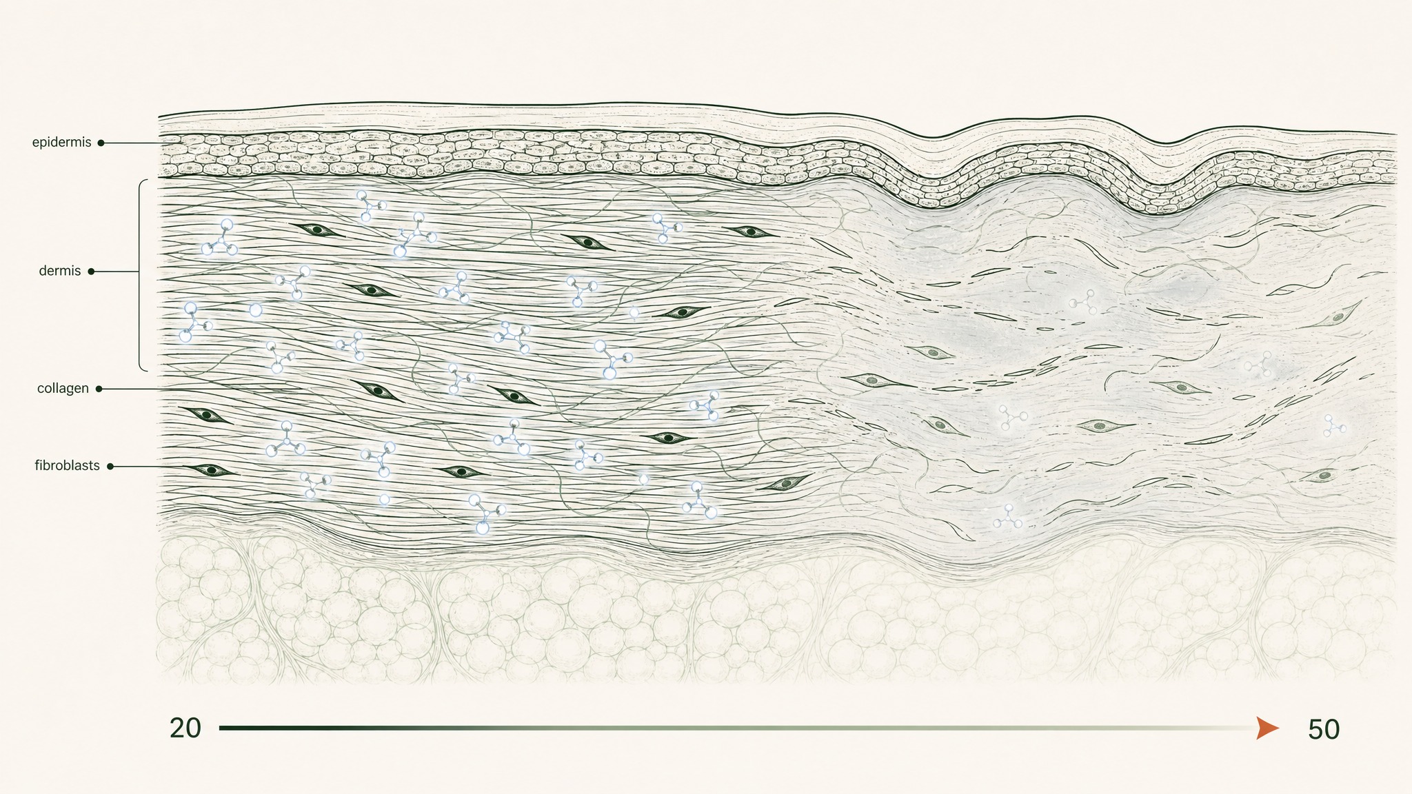 What Happens to Your Skin as It Ages