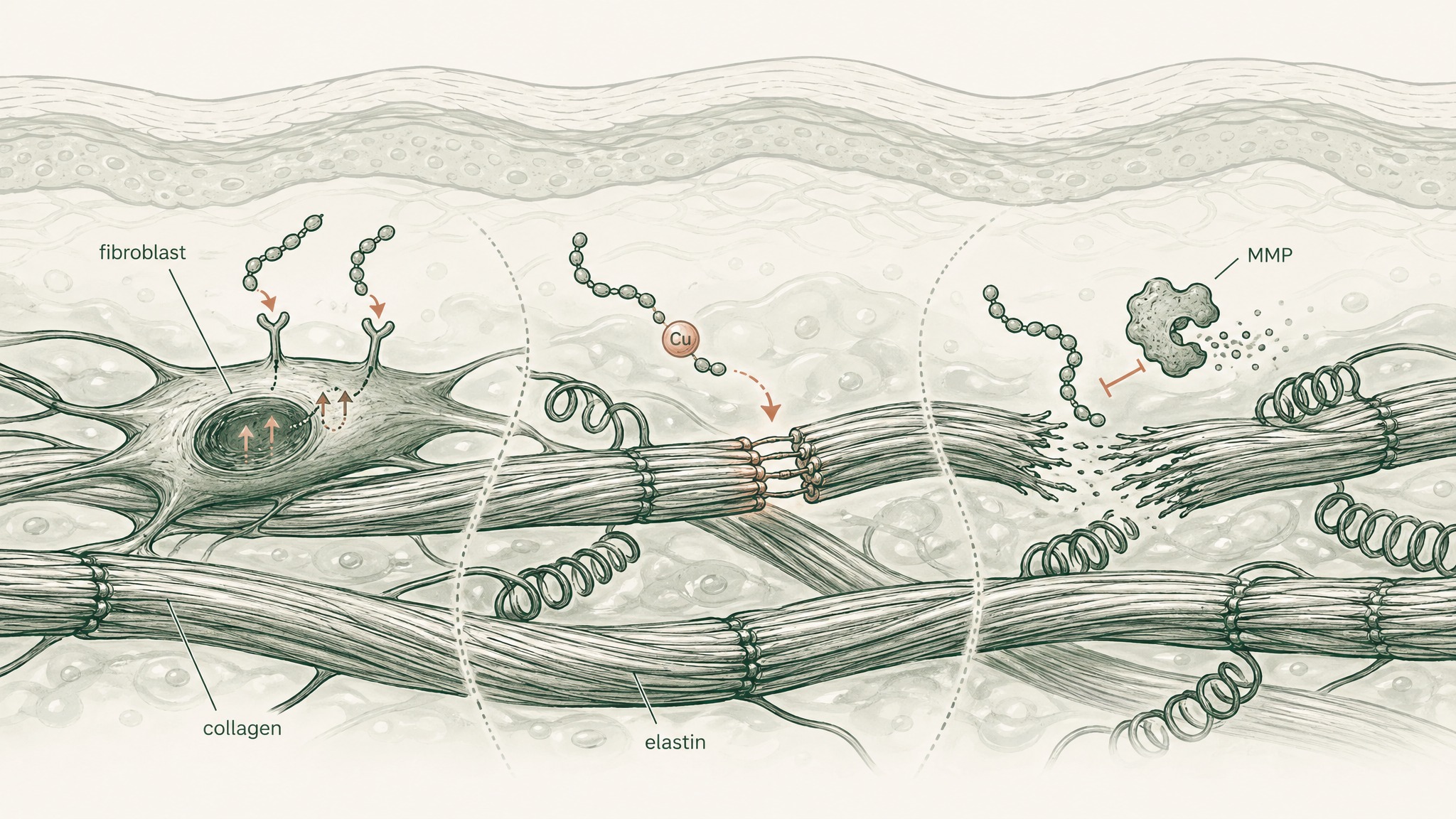 What Are Skin Peptides and How Do They Work?