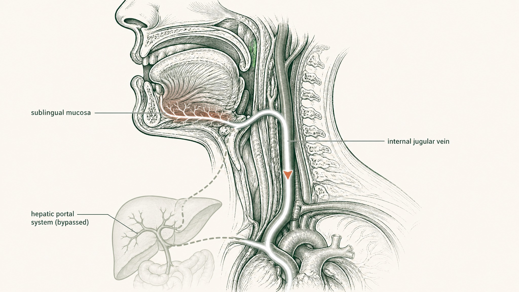 Sublingual Delivery and the VERISORB System