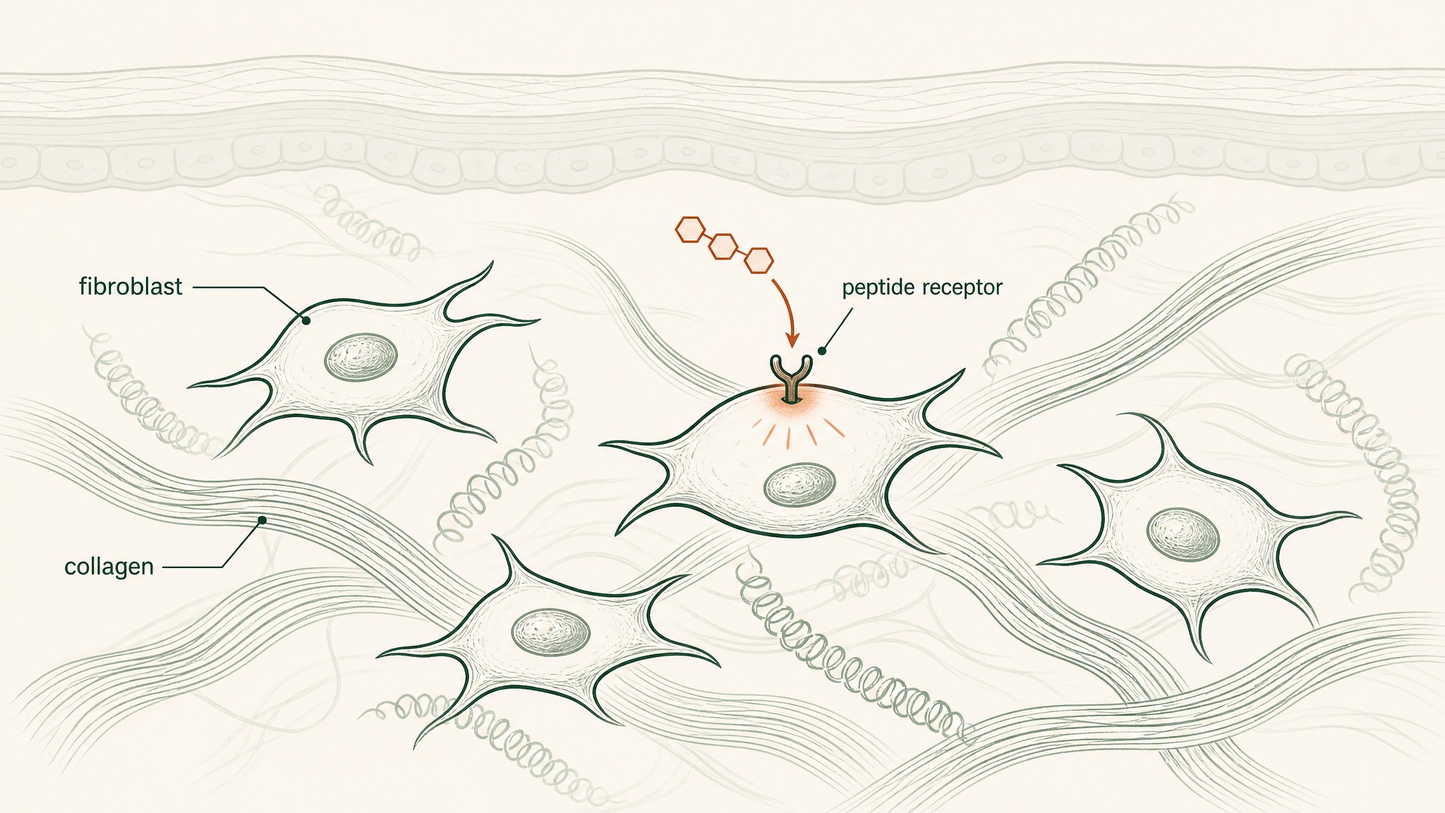 What Peptides Actually Do in Your Skin