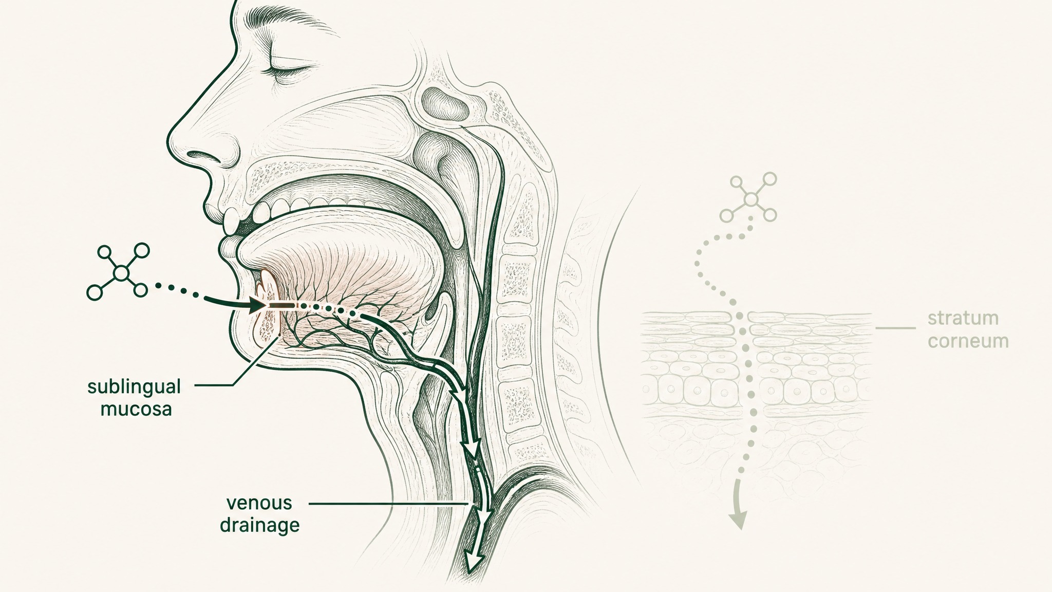 Going Beyond Topical: When You Want Dermal-Level Change