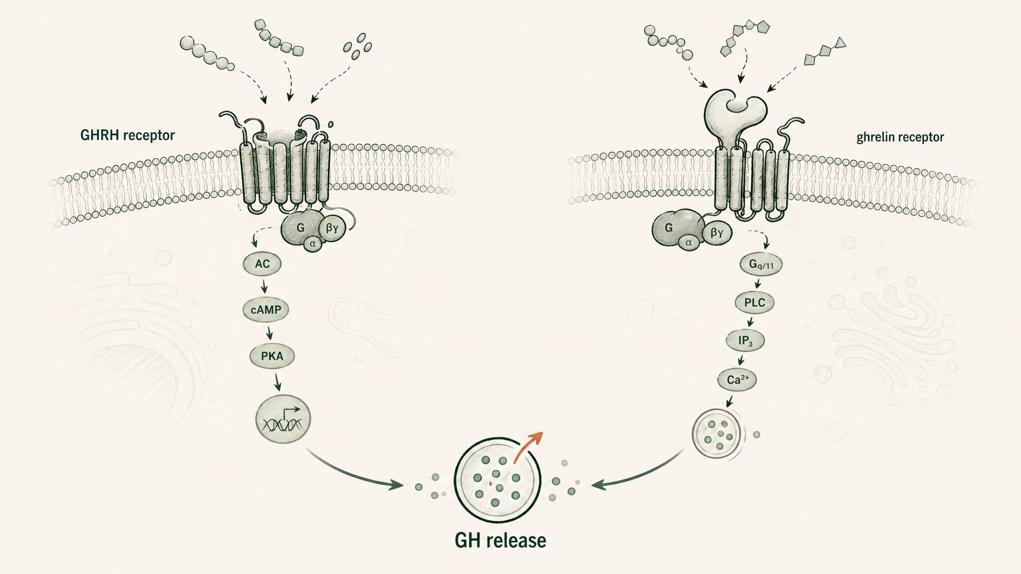 Where does sermorelin sit in the GHRH and GHRP family?