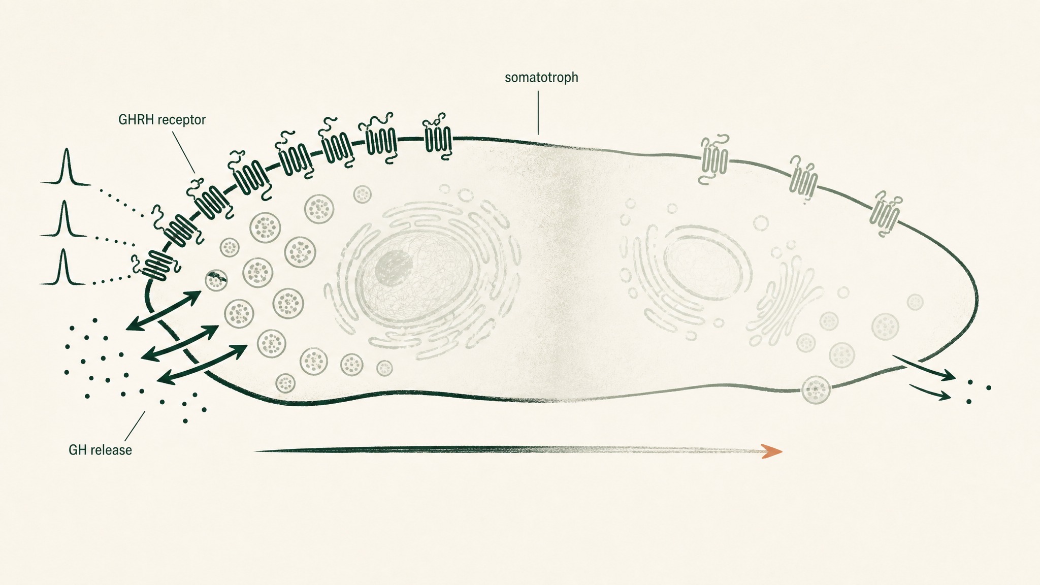 Why do researchers cycle sermorelin?