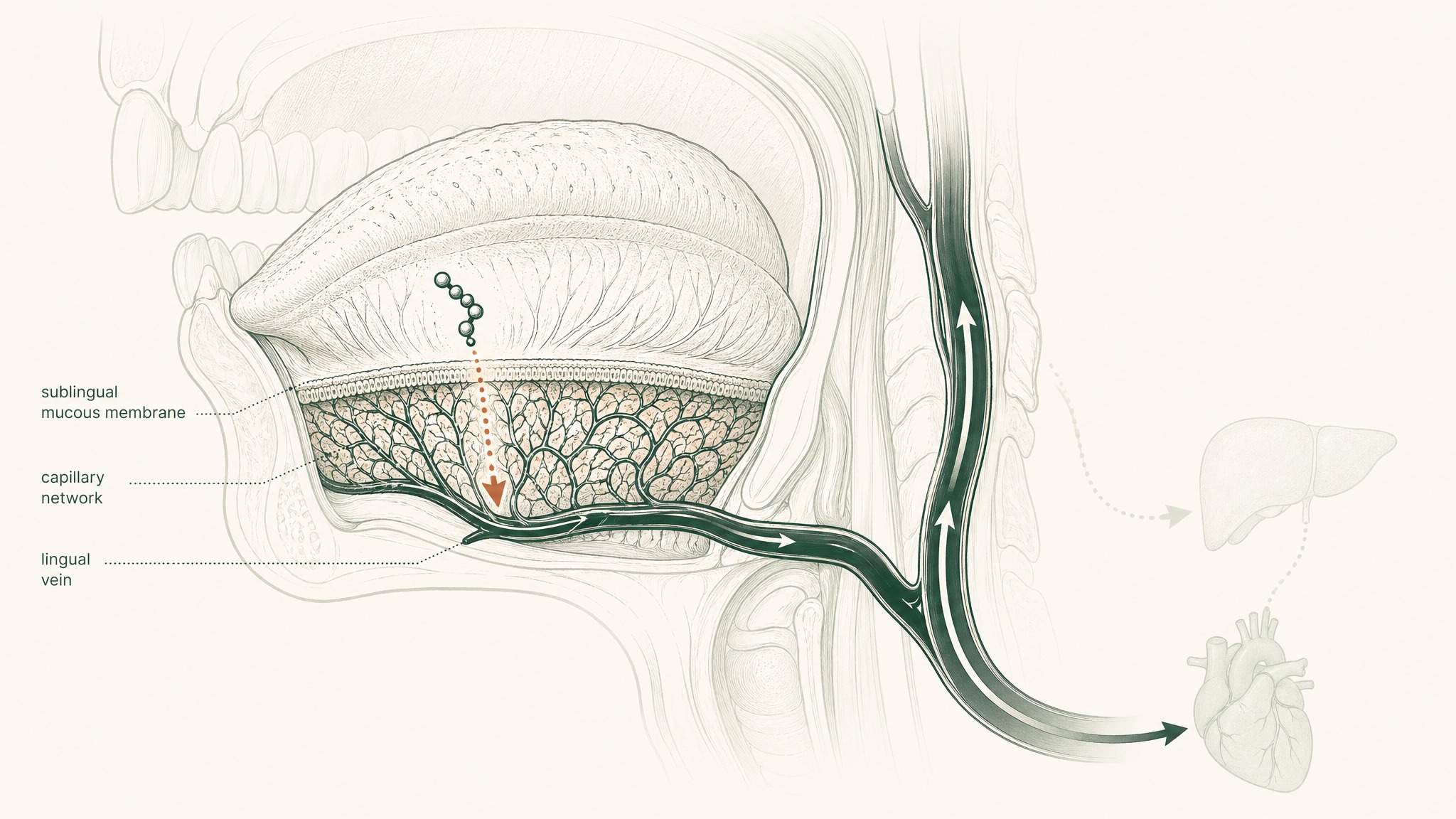 Where Sublingual Delivery Fits In