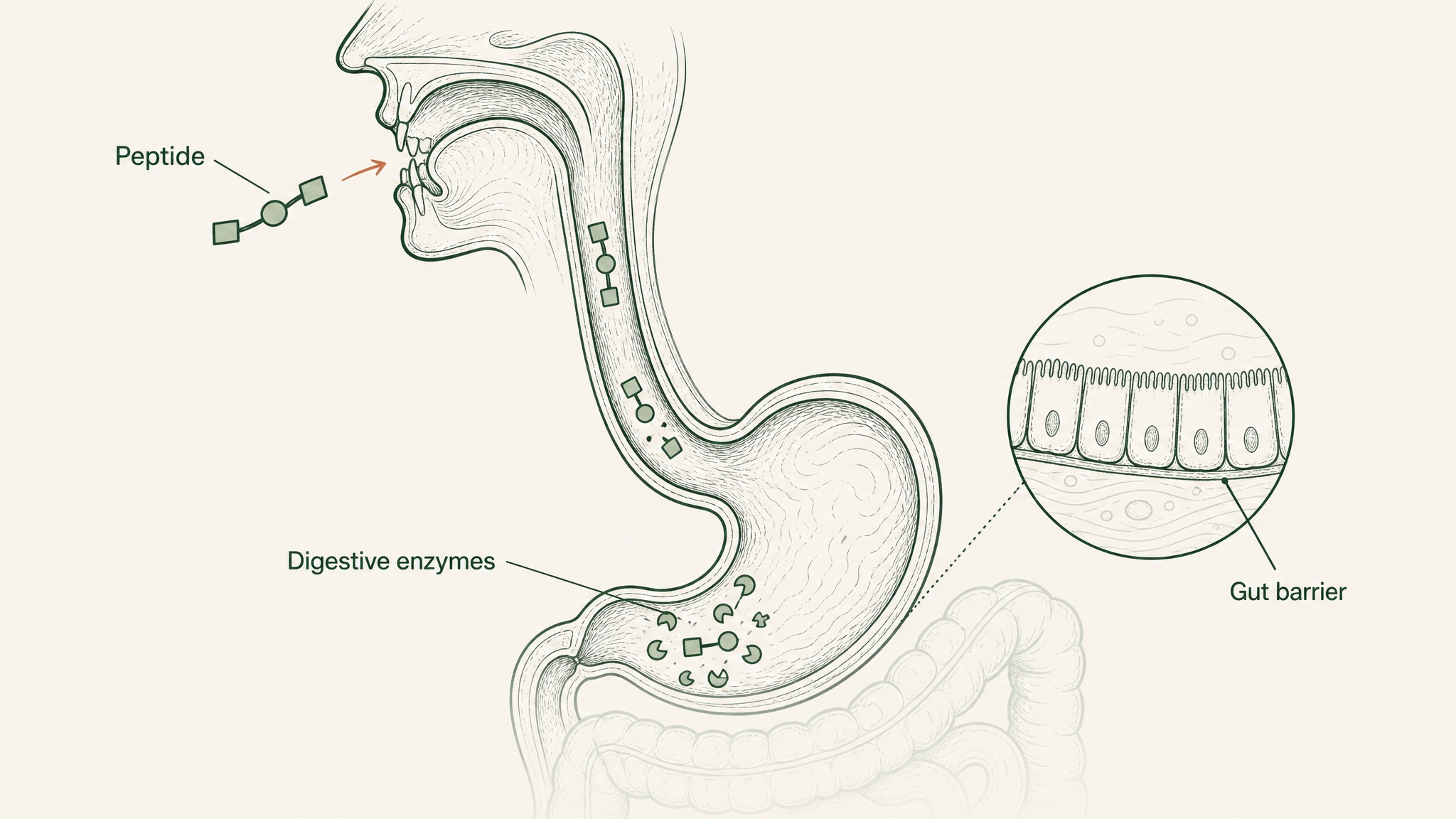 Why Is Retatrutide an Injection and Not a Pill?