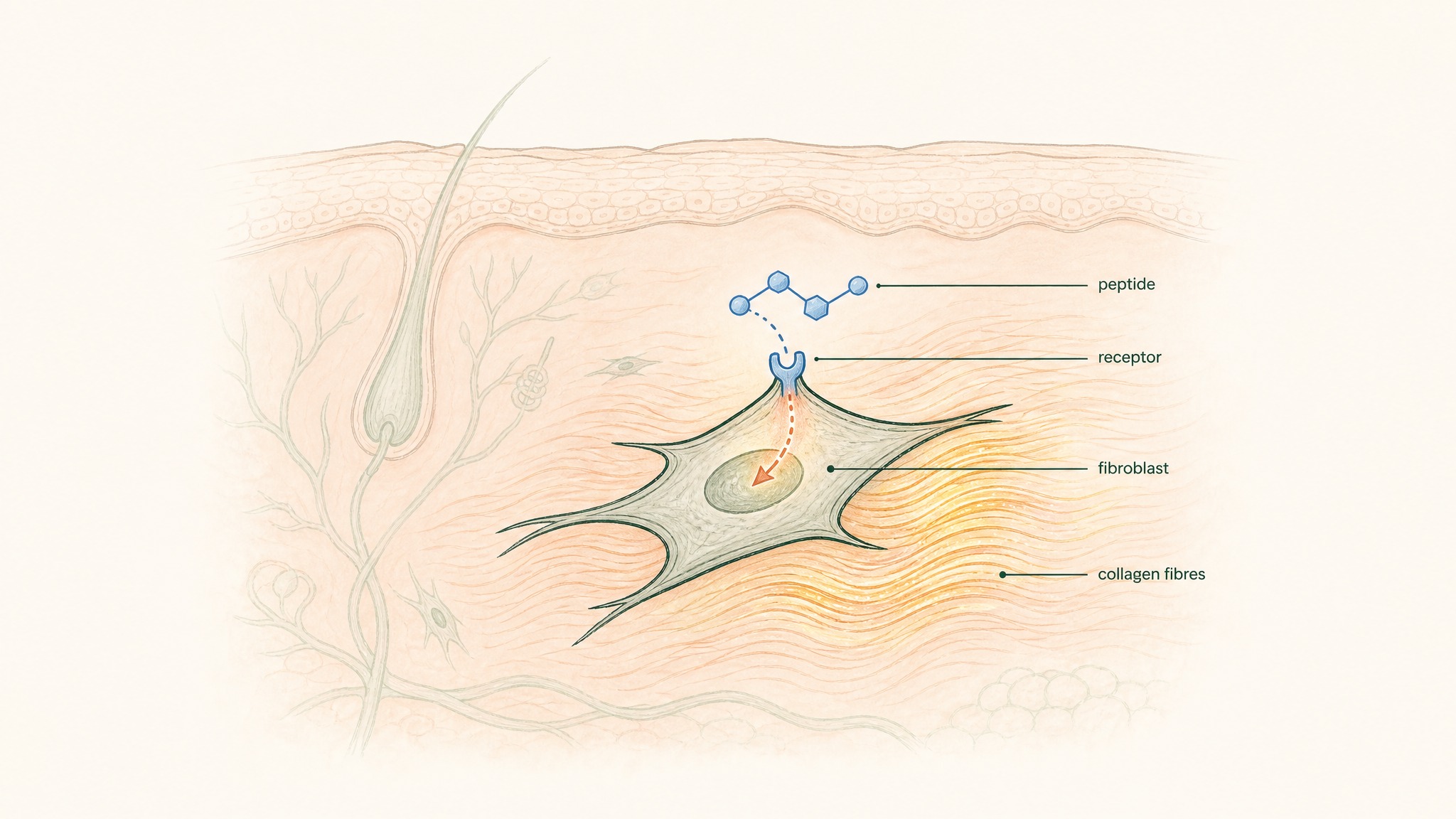 What Peptides Do for Skin