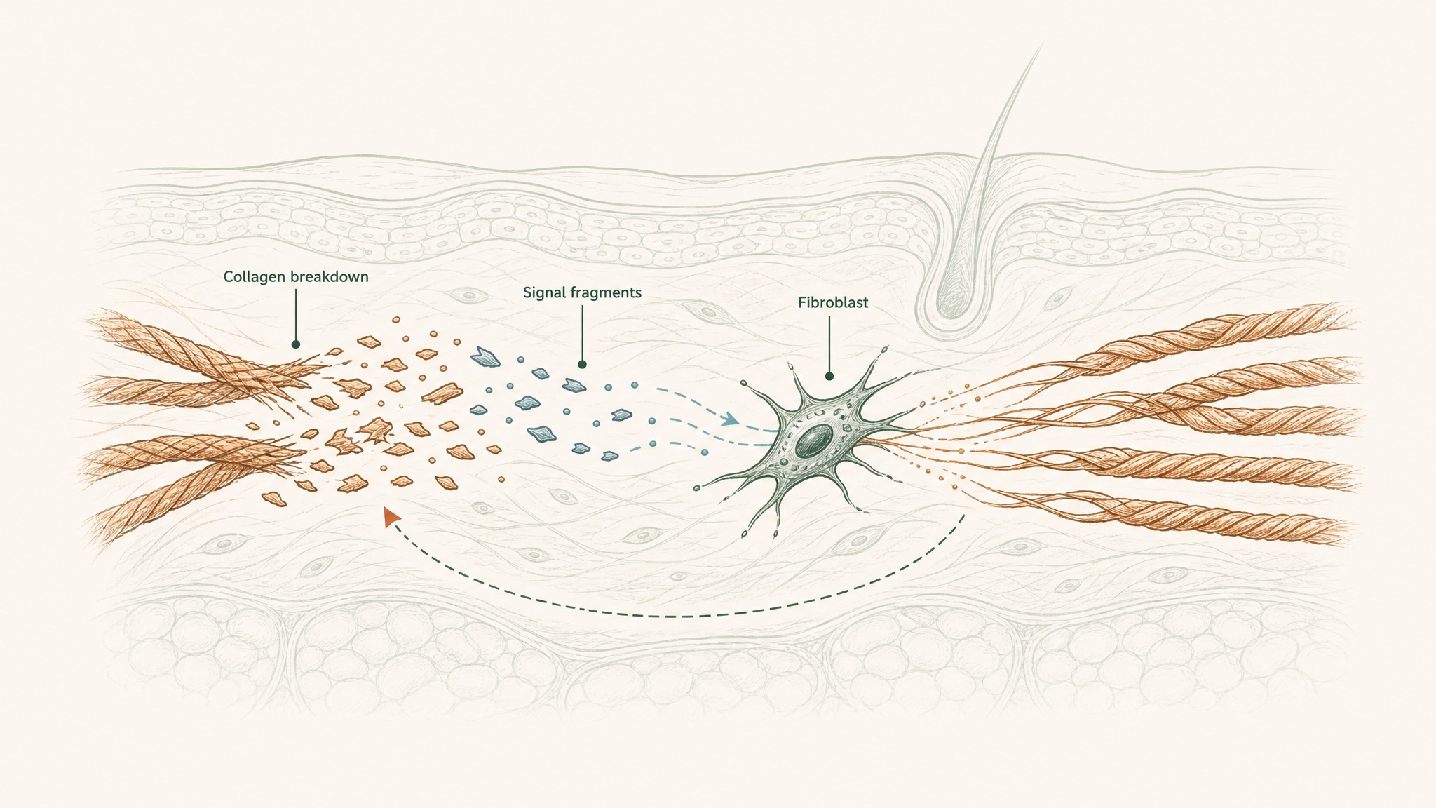 What Are the Five Types of Peptides in Skin Care?