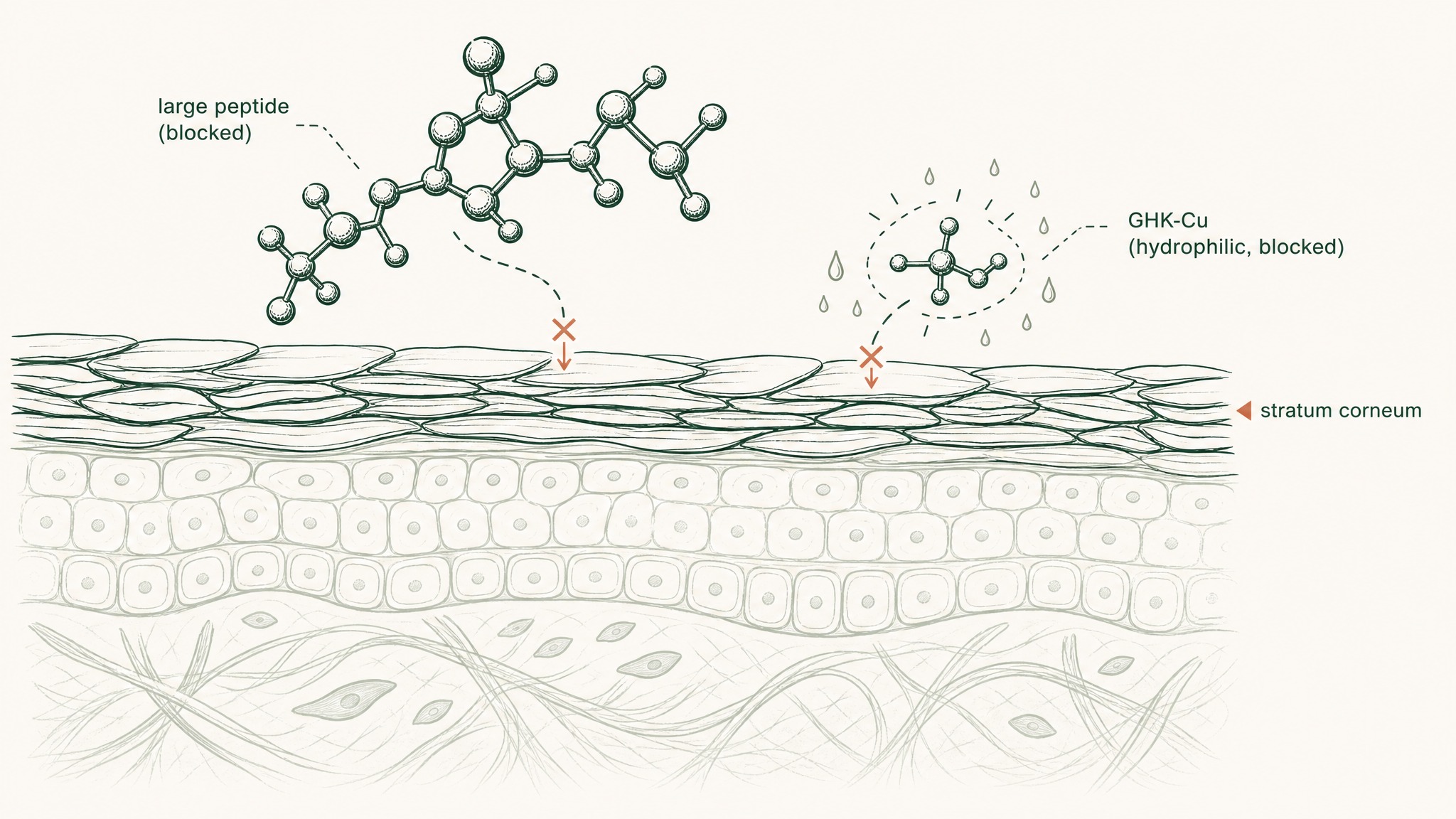 Why Most Topical Peptides Don't Reach the Dermis
