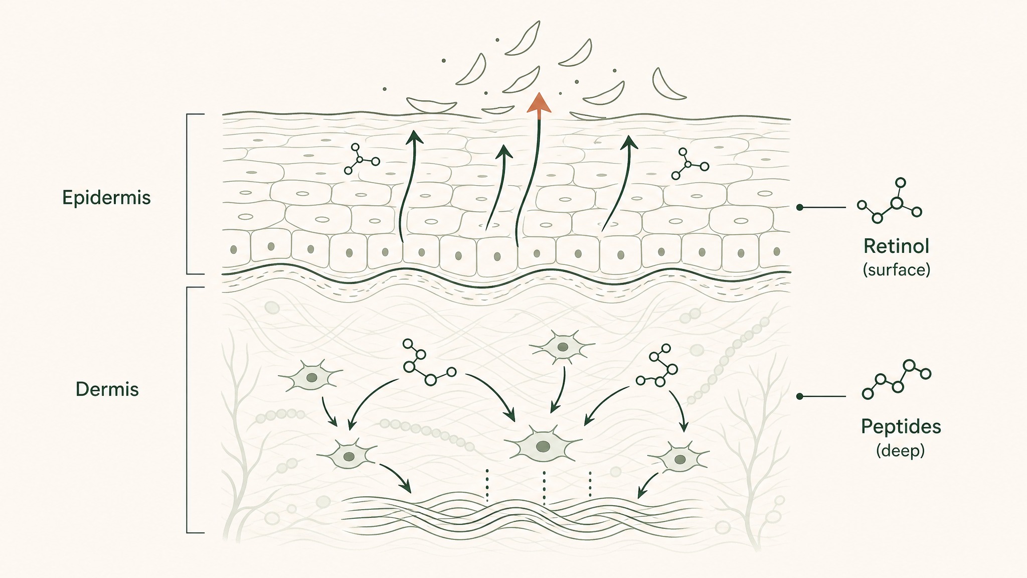 Peptides vs. Retinol, A Direct Comparison