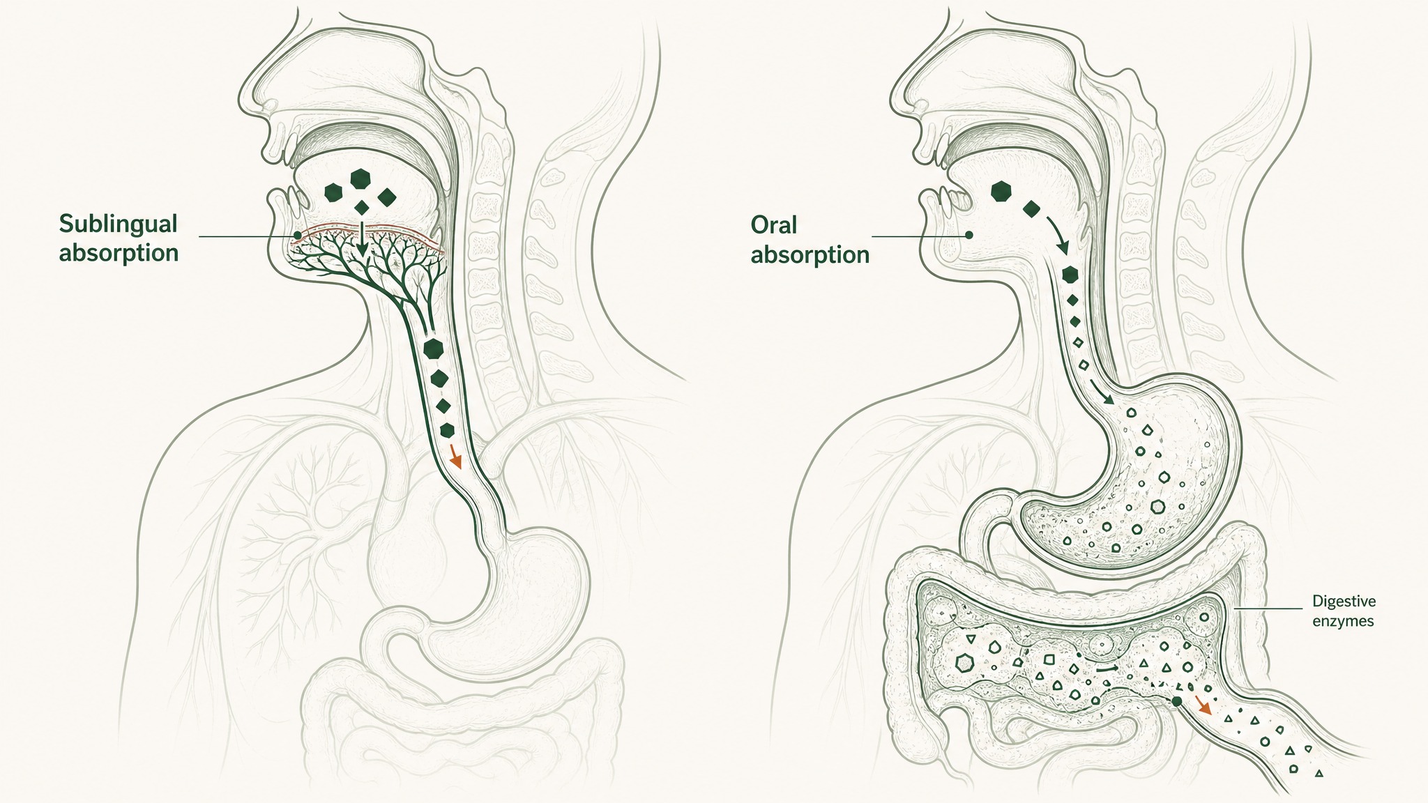 What the Research Shows About Sublingual Delivery