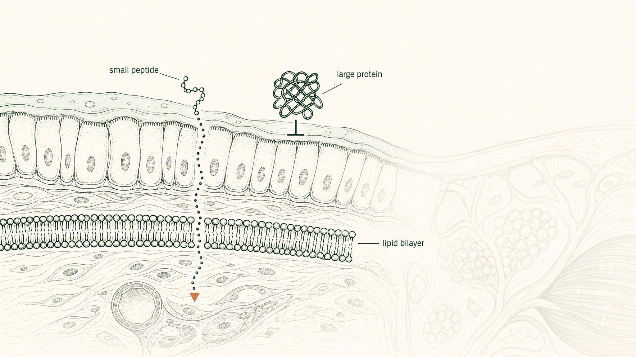 Which Compounds Absorb Best Through Sublingual Mucosa