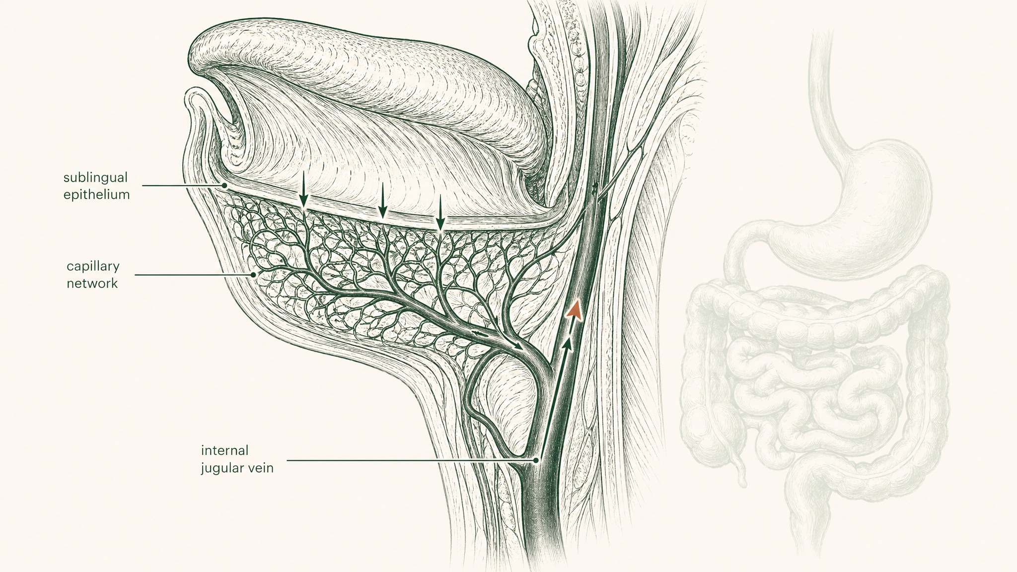 Why Sublingual Is a Fundamentally Different Route