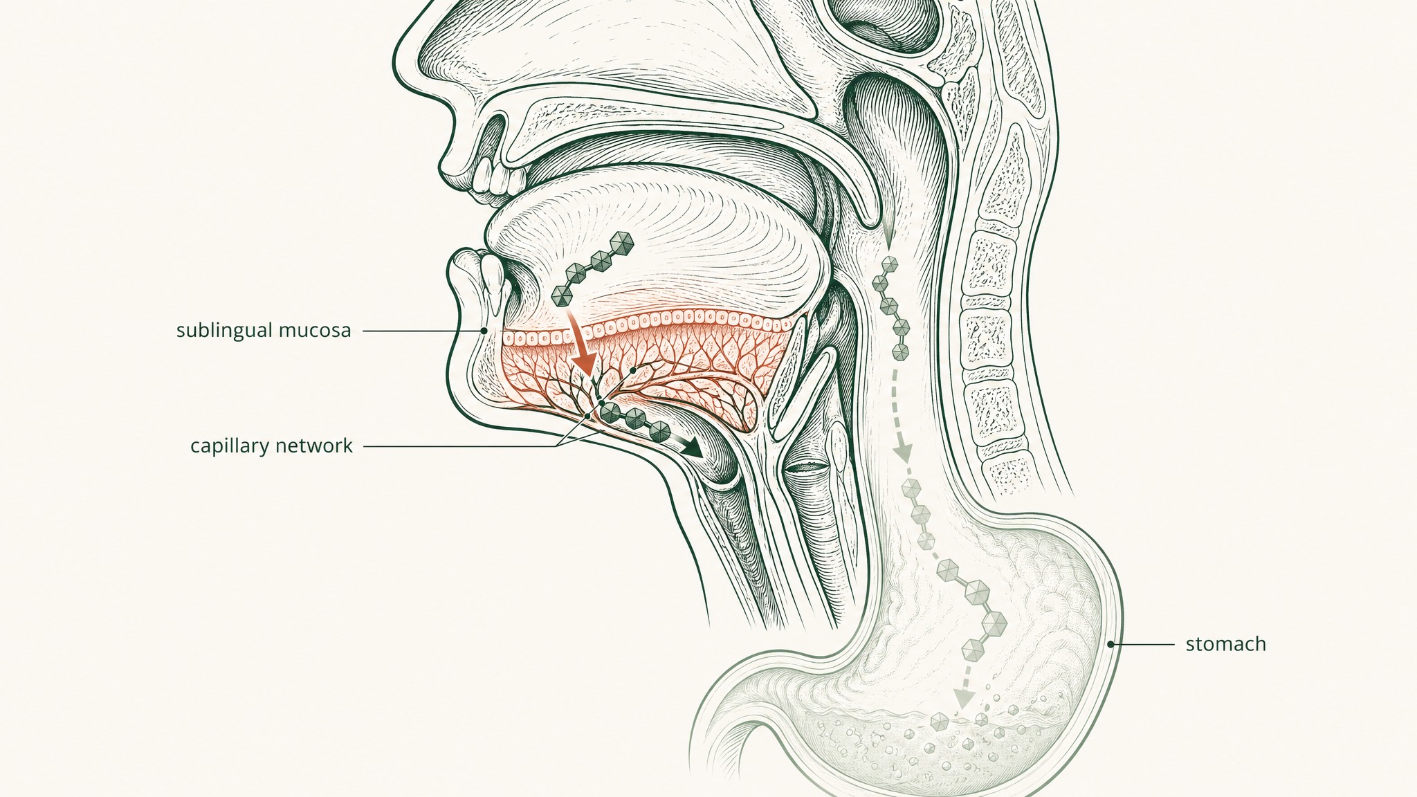 What the Research Shows for Formulated Sublingual Delivery