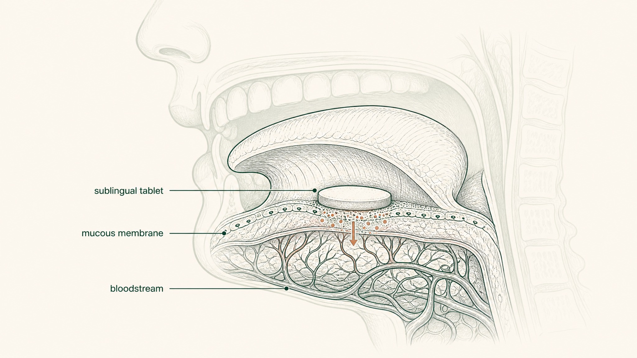 Common Questions About VERISORB and Sublingual Peptides