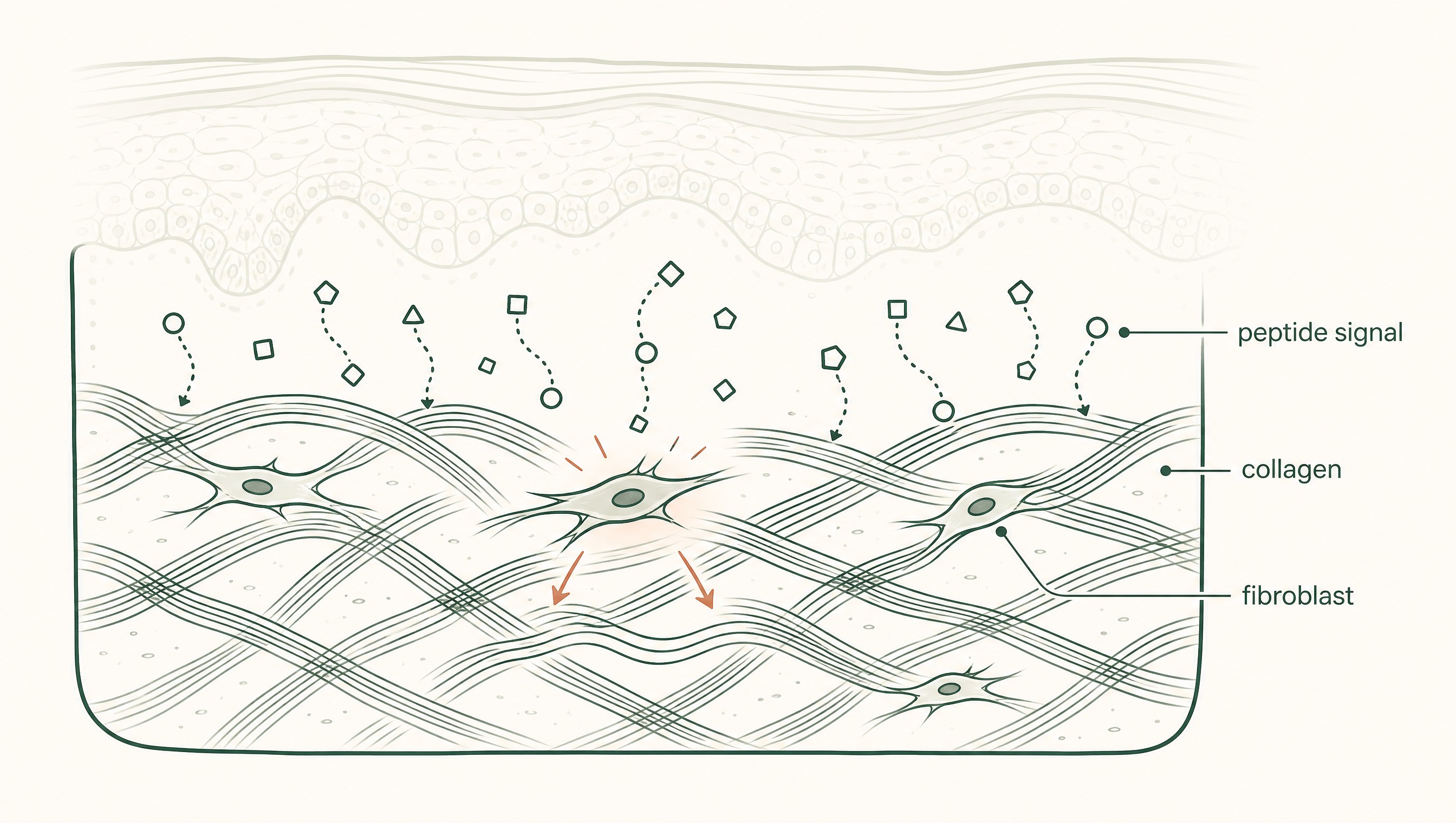 What Are Peptides Used For in Skincare?