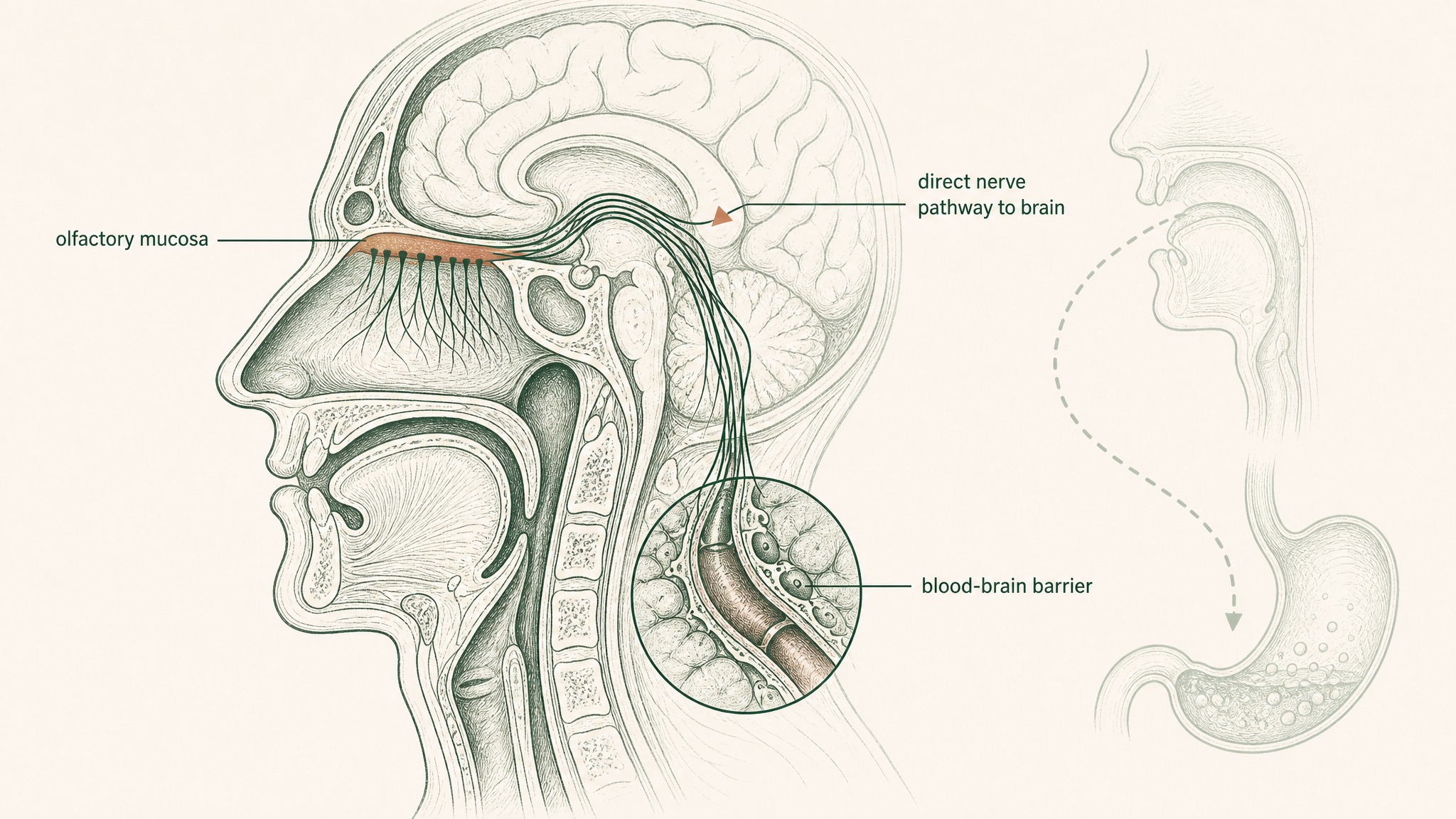 How Does Semax Reach Your Brain In The First Place?