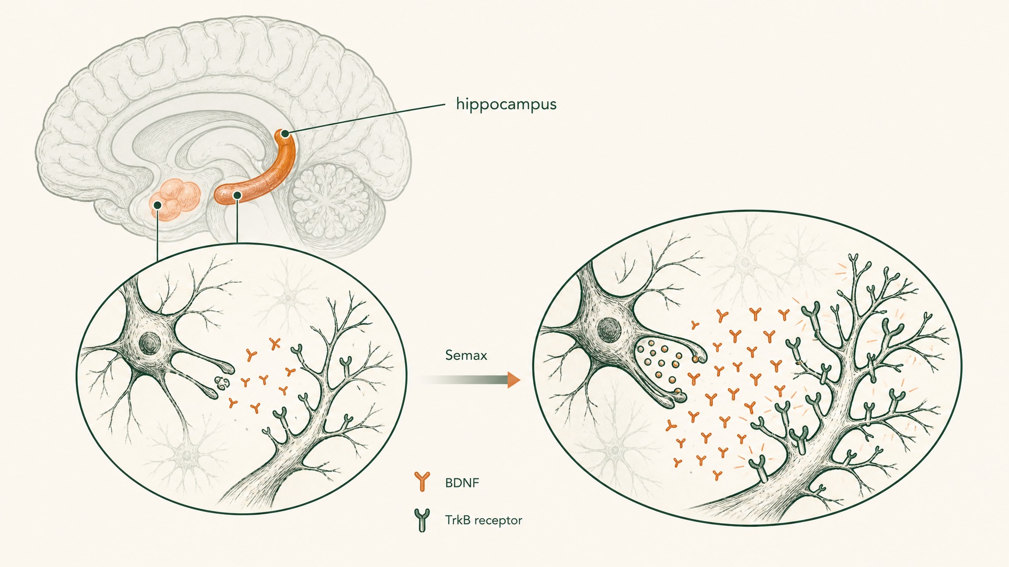 What Does Semax Do To BDNF Levels In The Brain?