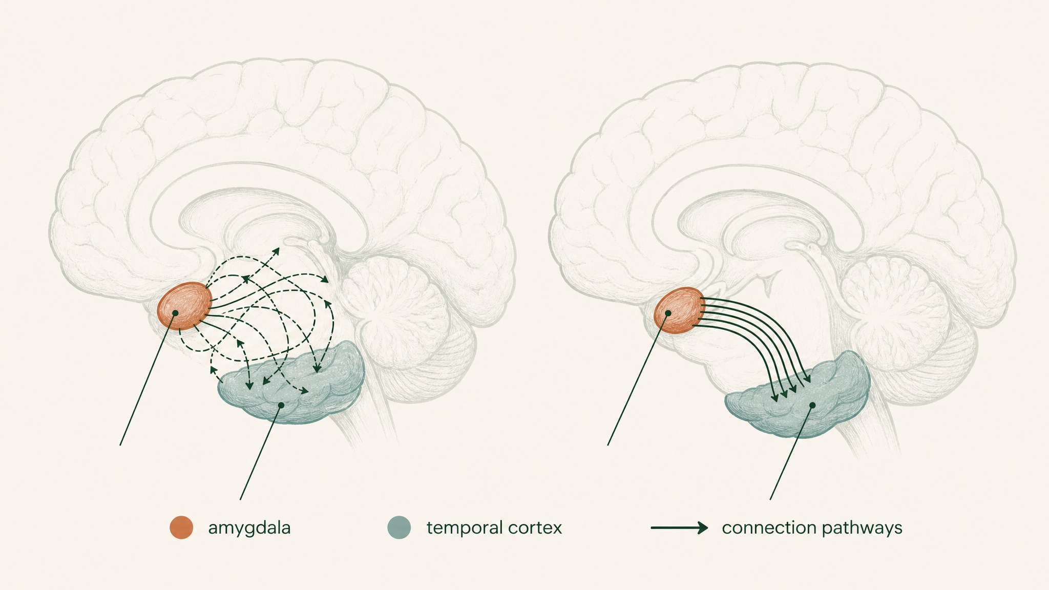 How Does Semax Change Your Brain's Network Coordination?