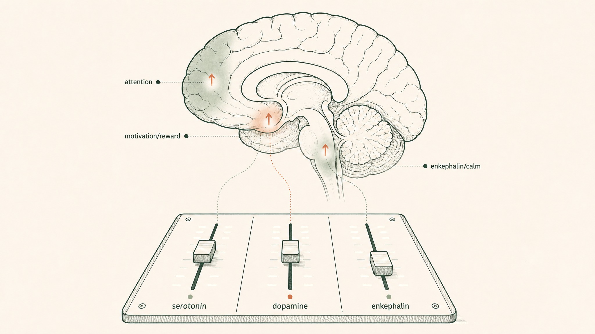 What Does Semax Do To Serotonin And Dopamine?