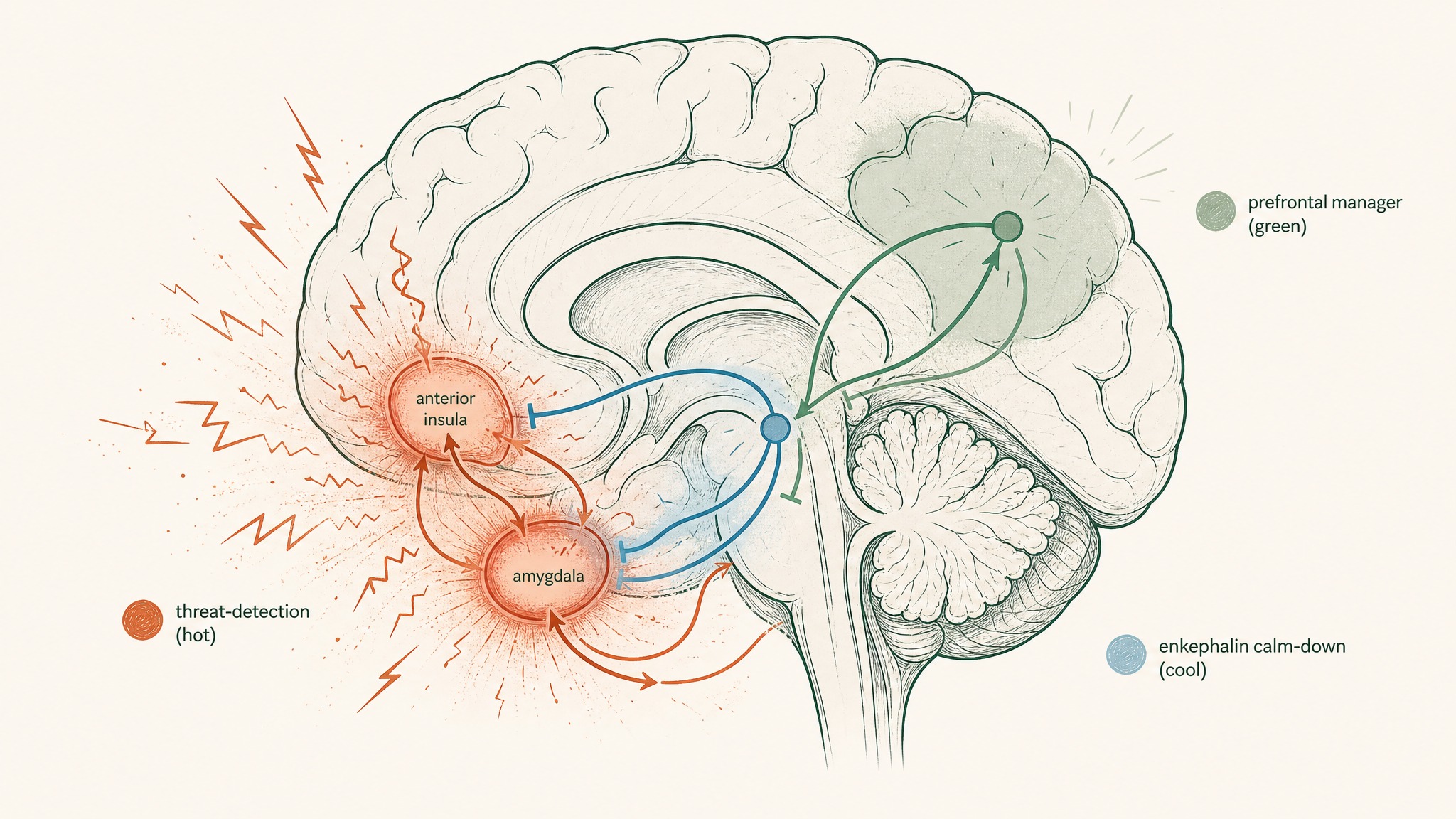 What Does Semax Do To Stress And Anxiety Signalling?