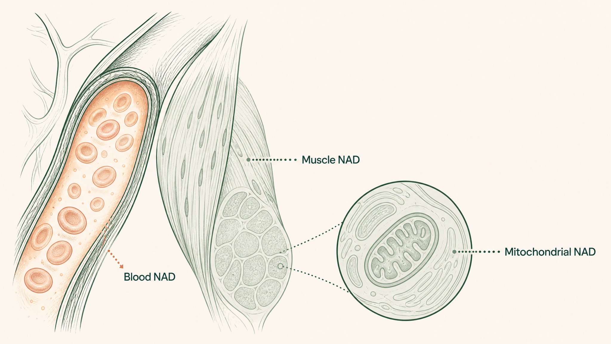 Does an NAD supplement actually deliver on any of these uses?