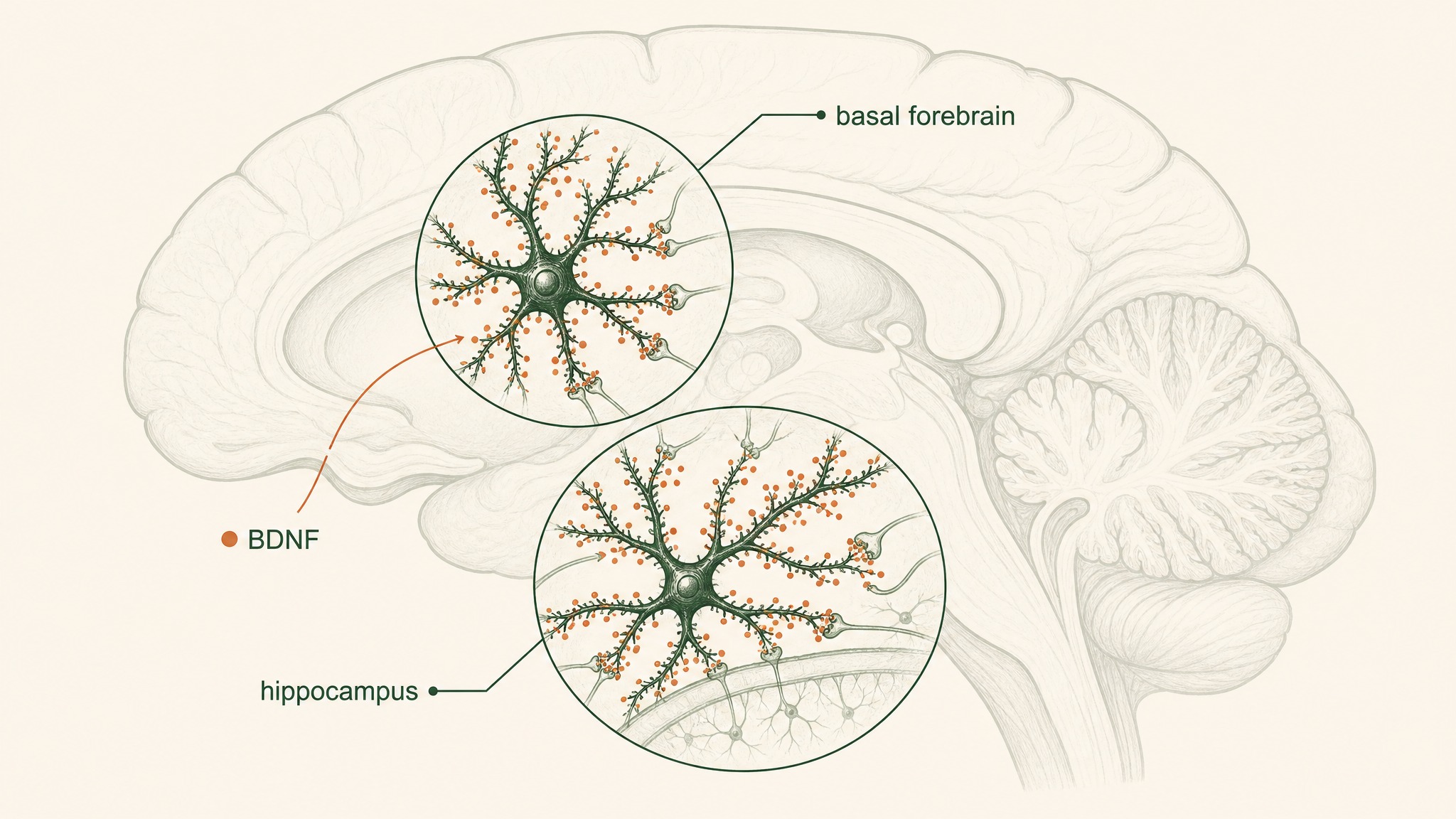 How Does Semax Actually Work In The Brain?