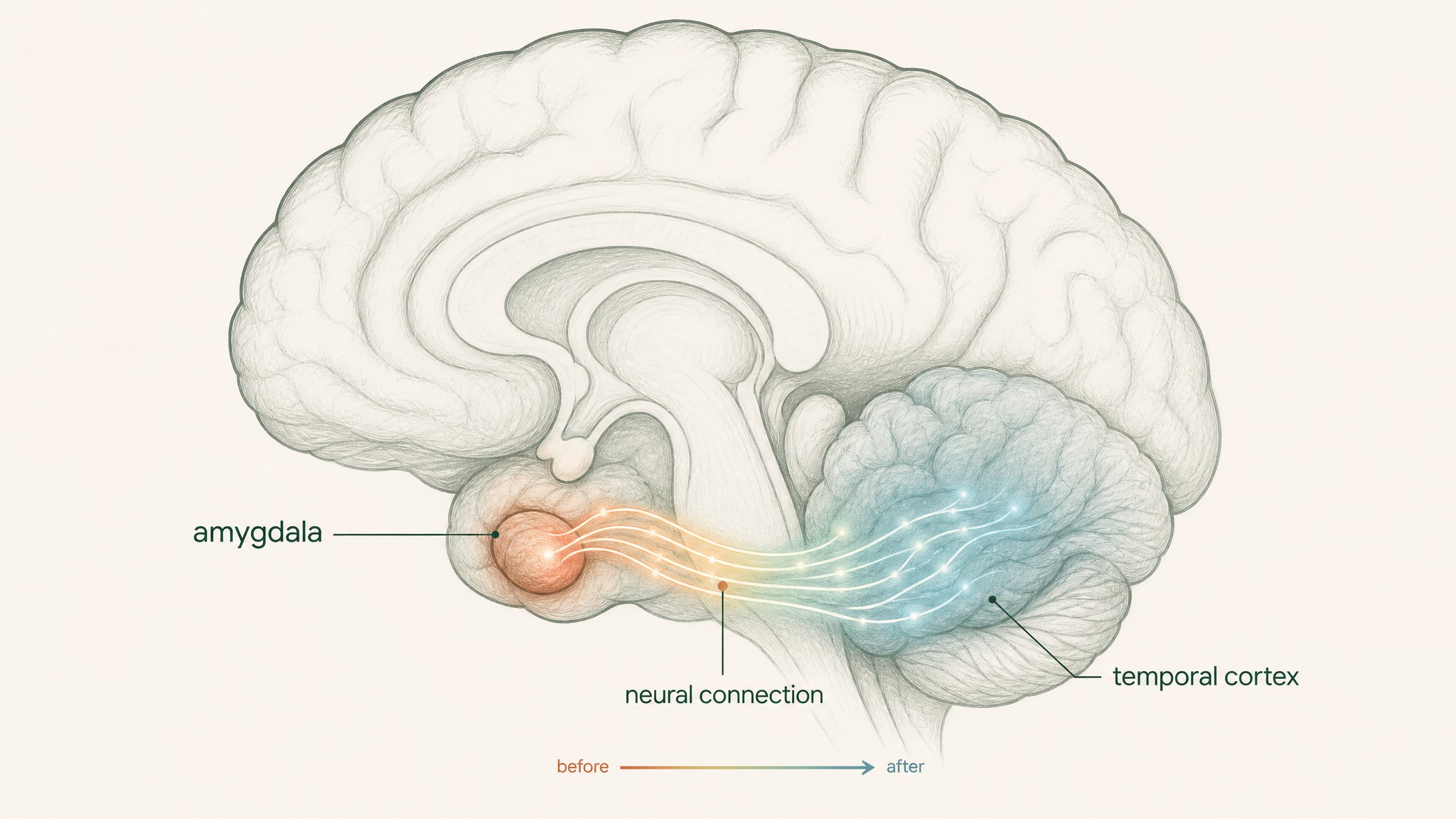 What Does The Research Say About Semax And Cognition?