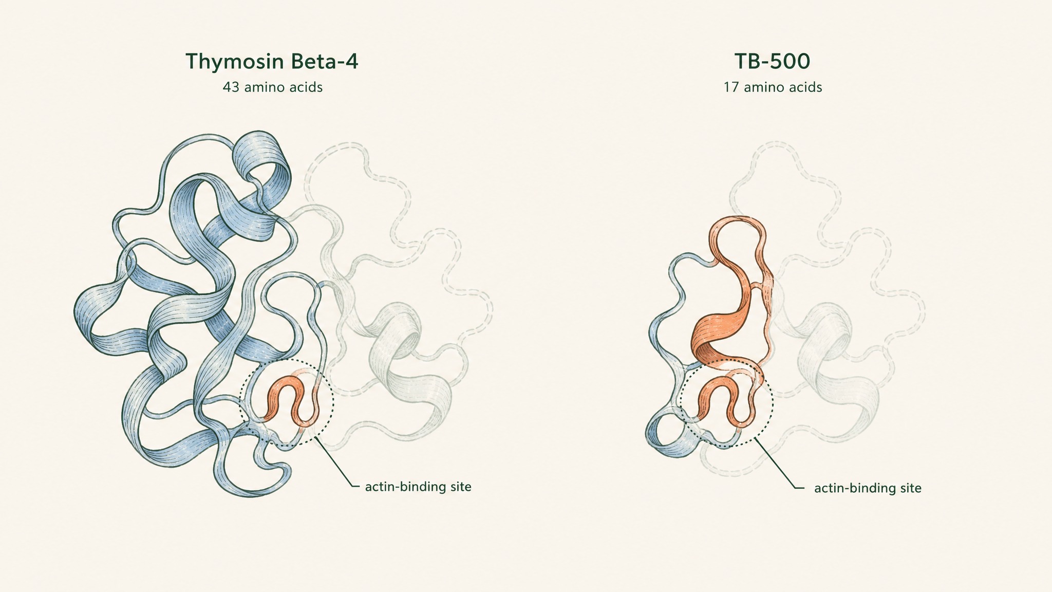 Why is TB-500 not the same thing as Thymosin Beta-4?