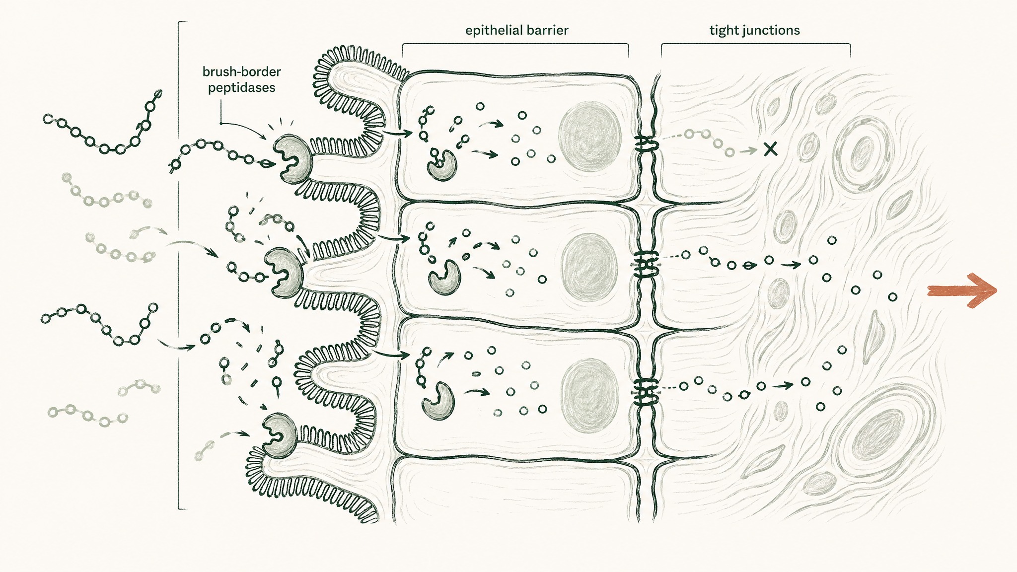 Three Intestinal Barriers That Catch What the Stomach Misses
