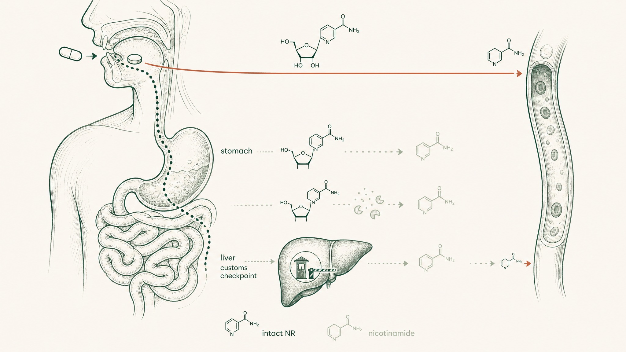 Does Swallowing a Capsule Waste Most of the Dose?